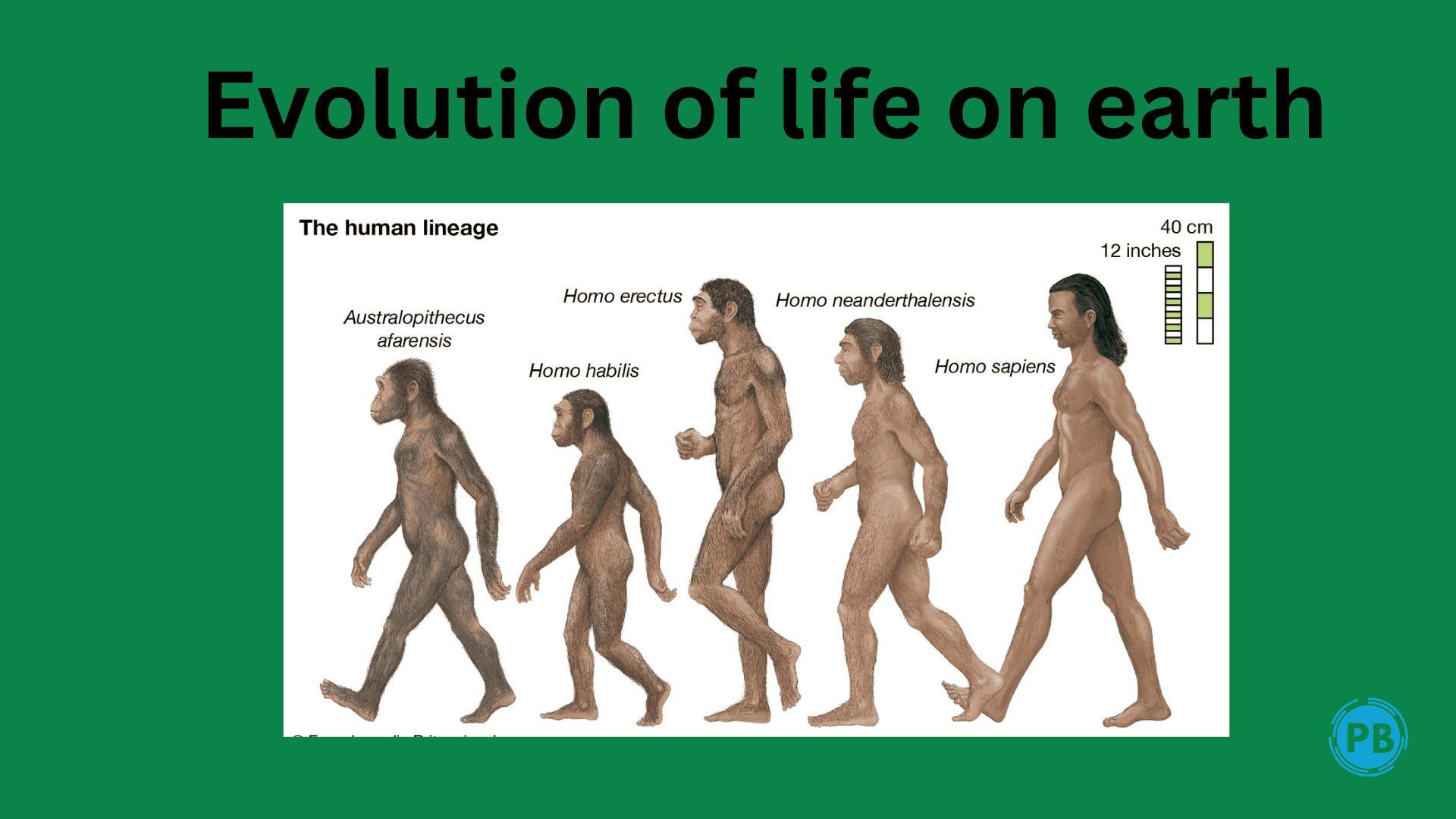Evolution of life on earth